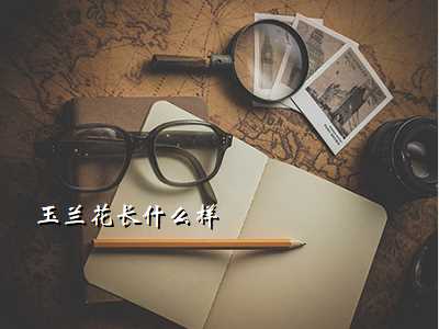 玉兰花长什么样